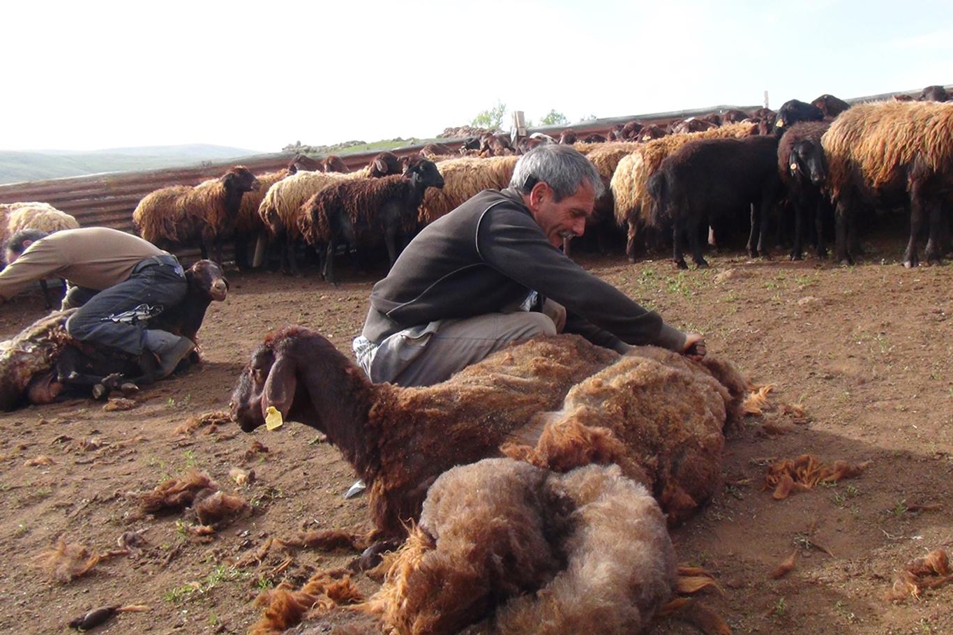 Koyun kırkma zamanı Koyun kırkma zamanı